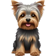 Yorkshire Terrier with Koala sticker