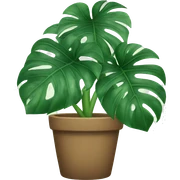 monstera plant  sticker