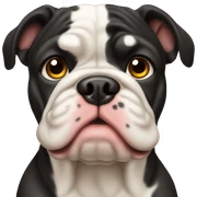 bull dog black sticker