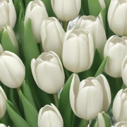 white tulip bouquet  sticker