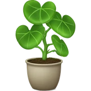 Chinese money plant sticker