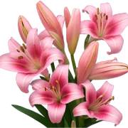 pink lilies  sticker