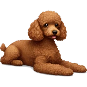 Brown toy poodle laying sticker