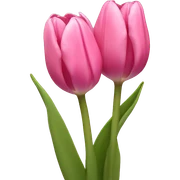 pink tulips sticker