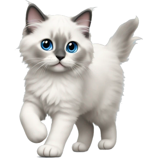 blue point ragdoll kitten walking  emoji