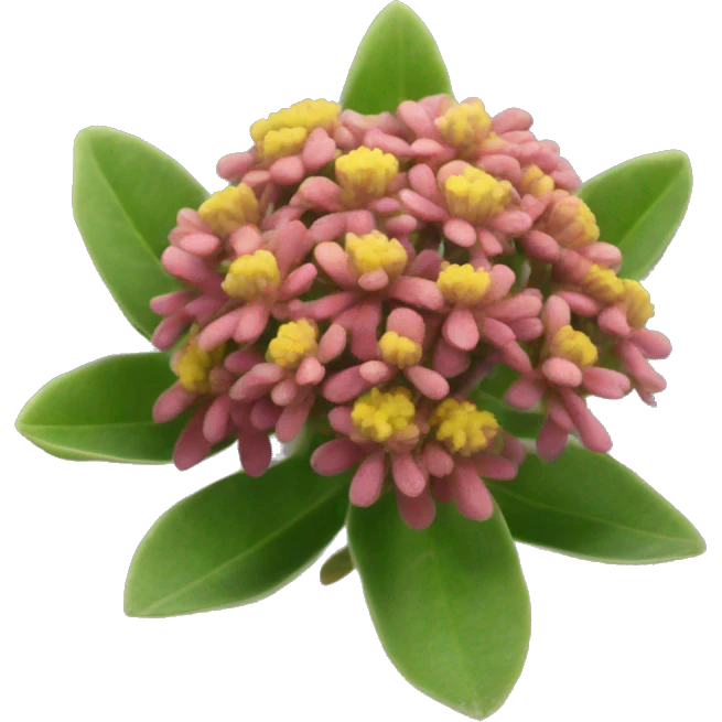 Rhodiola rosea emoji