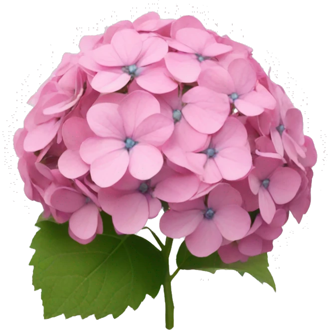 Pink hydrangea  emoji