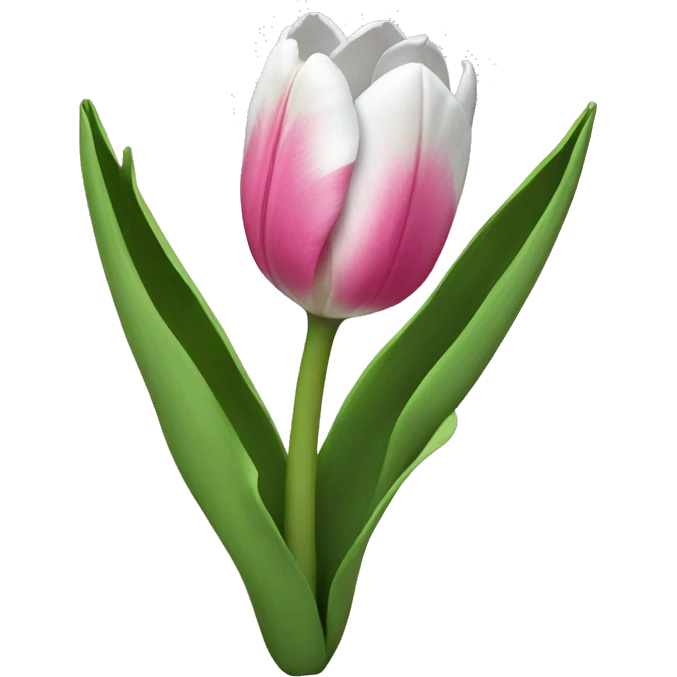 Pink and White Tulip  emoji