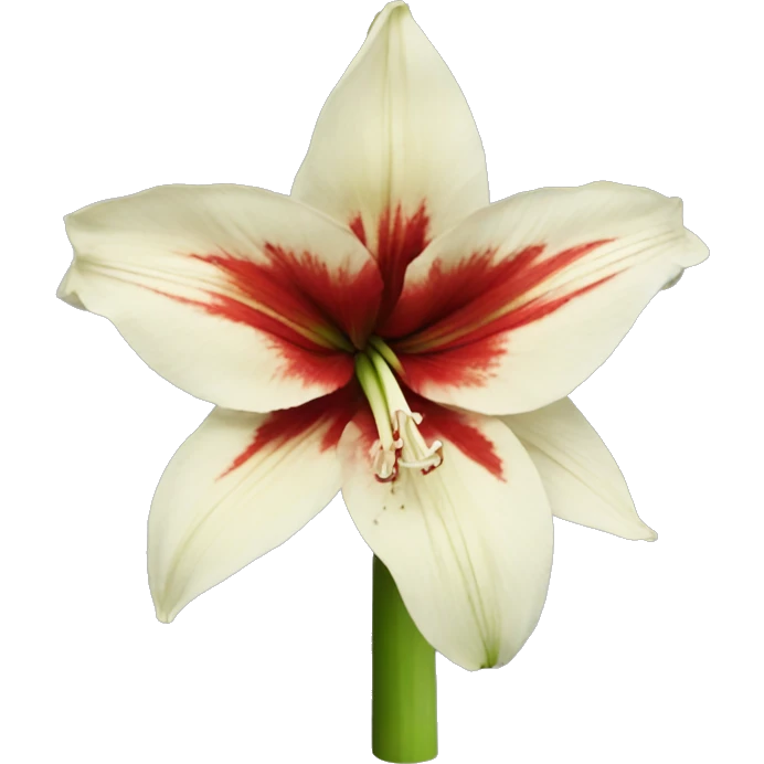 Amaryllis  emoji