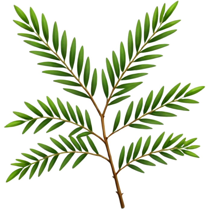 Melaleuca alternifolia
 emoji
