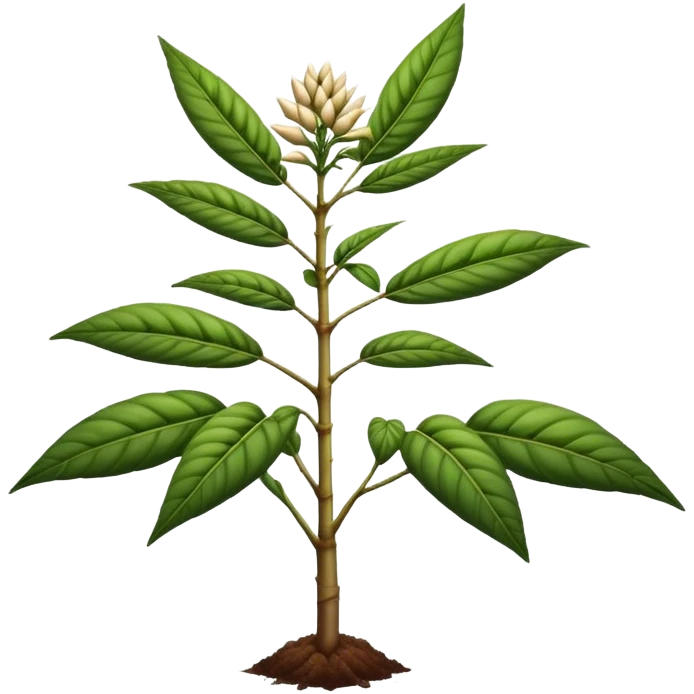 Cassava  emoji