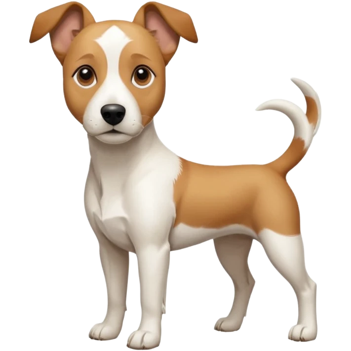 a full body facing front on of a buff white beagle cross jack russell terrier looking dog the size of a kelpie with light brown long ears resting on its face and a light brown patch above one eye and a large snout. the rest of the dog is completely white.  emoji