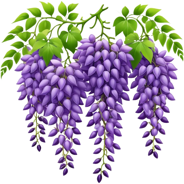 Beautiful wisteria with long cascading clusters of purple flowers hanging like grapes, with delicate green pinnate leaves emoji
