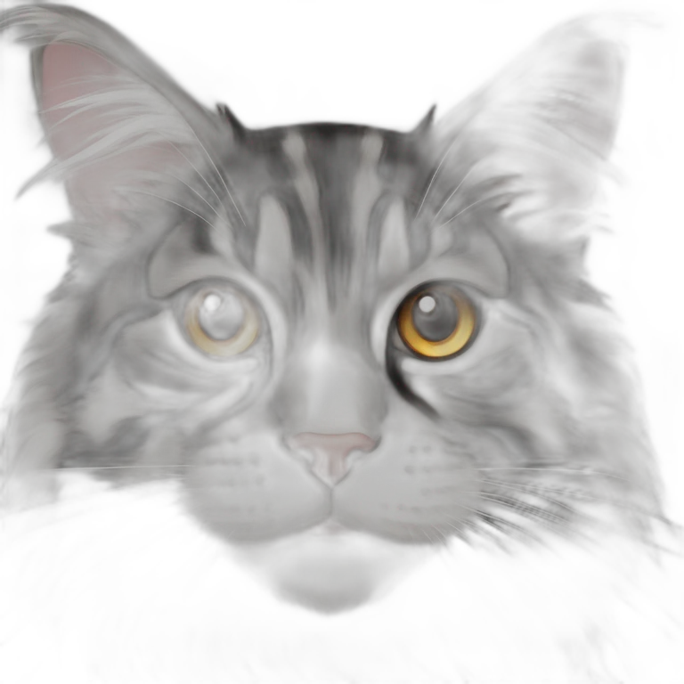 Black and white striped Maine coon with white strip down nose and Amber eyes emoji