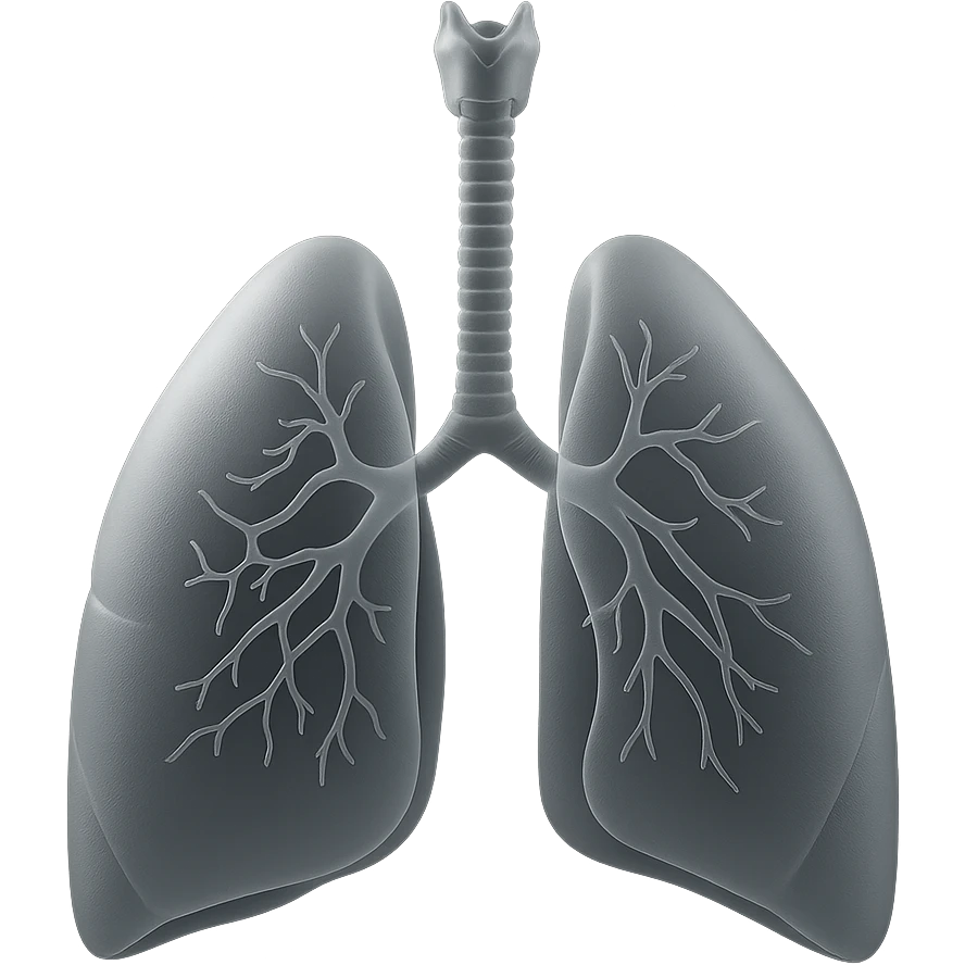 Create an educational and clean image of the human respiratory system showing the trachea, bronchi, and both lungs with a translucent, frosted glass effect in matte glass style, inspired by the reference image. emoji