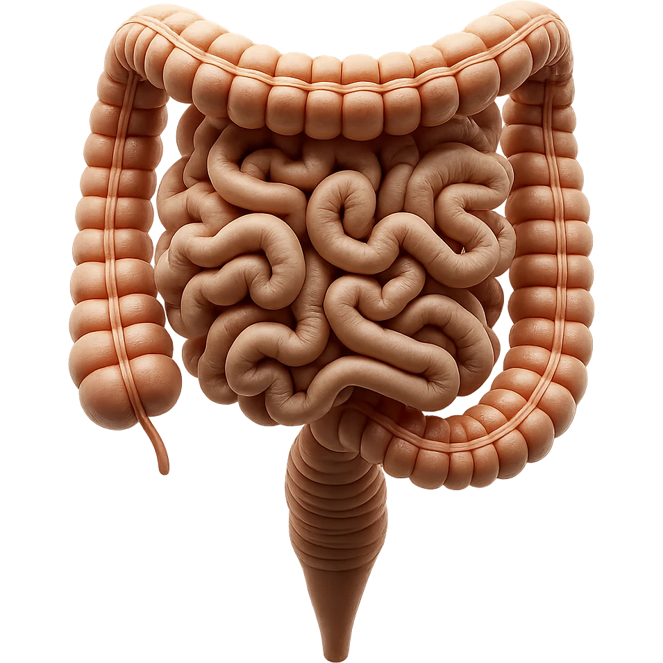 intestino umano anatomico realistico iperrealistico 4k emoji