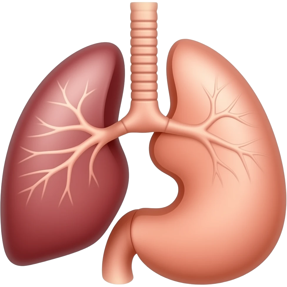 organos del cuerpo humano emoji