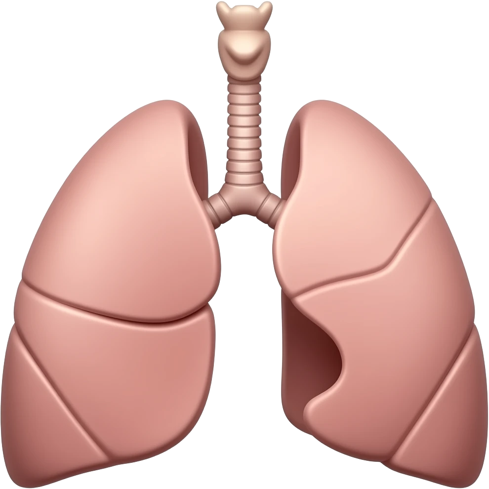 3d model human lungs emoji