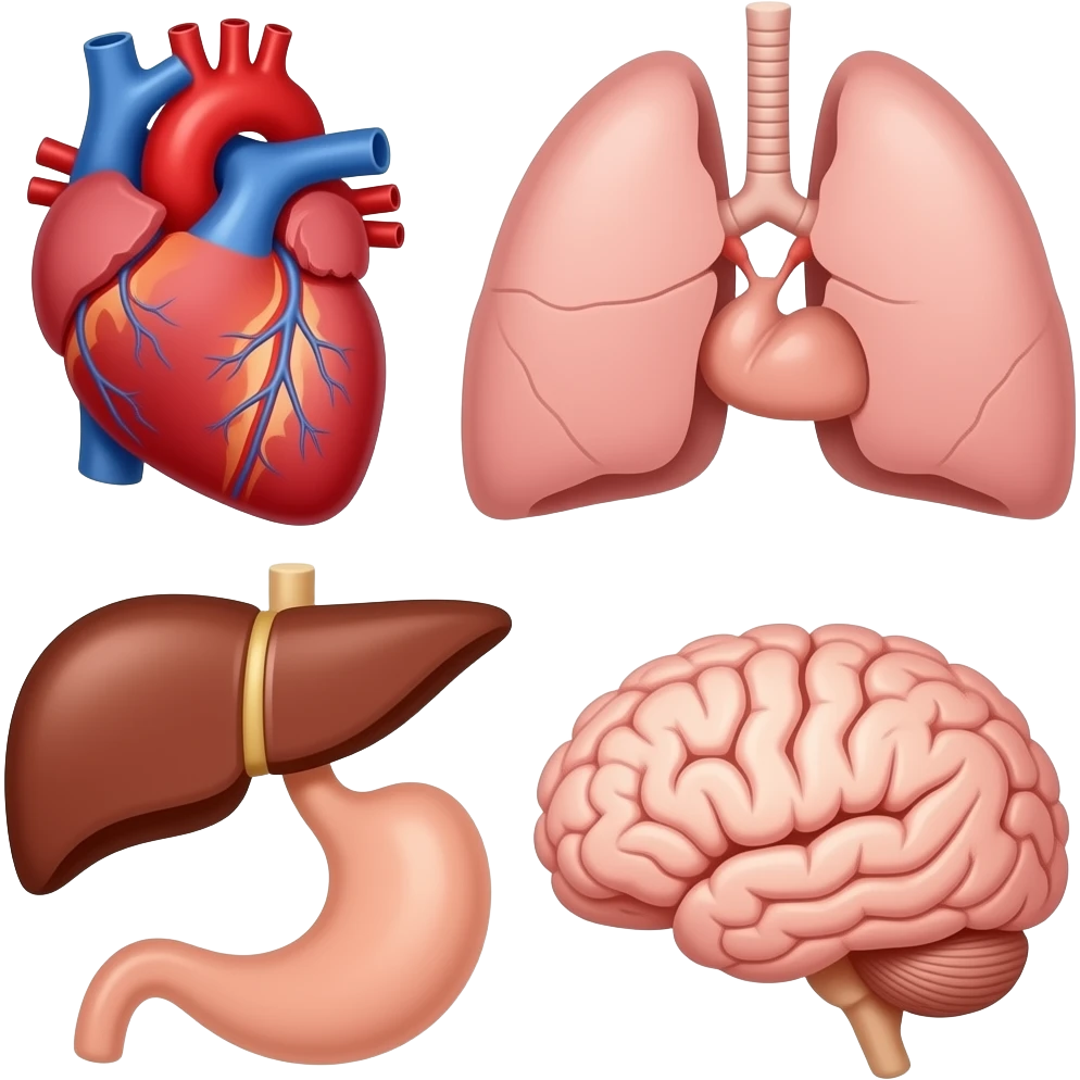 posicion órganos del cuerpo humano (corazon, pulomones, higado, estomago, cerebro...) emoji