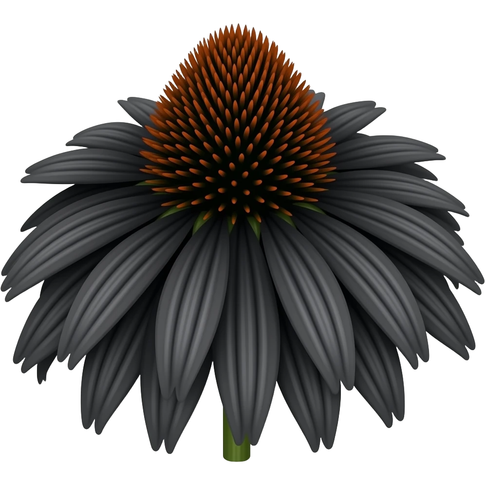 Black Echinacea - black dark echinacea flower, still life oil painting. emoji