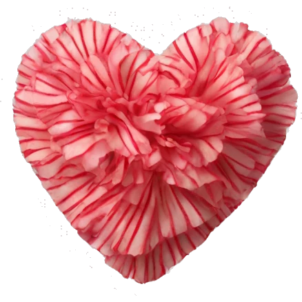 Heart made of striped carnation emoji