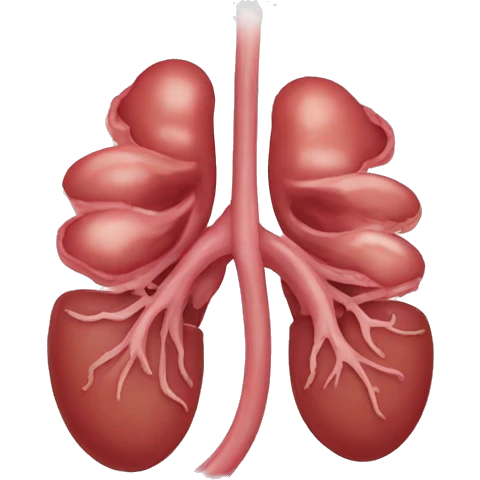 Kidneys emoji