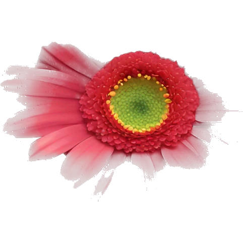 GERBERA braca emoji