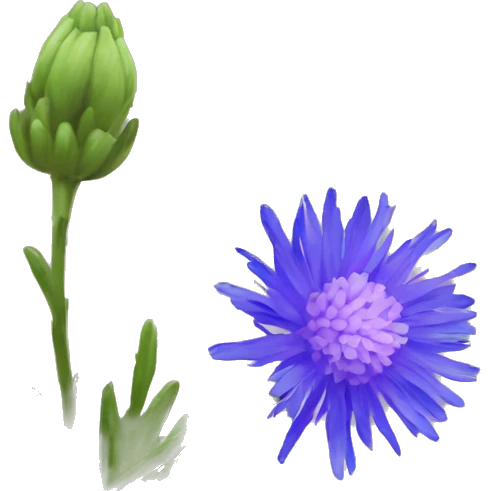 bachelor's button flower emoji