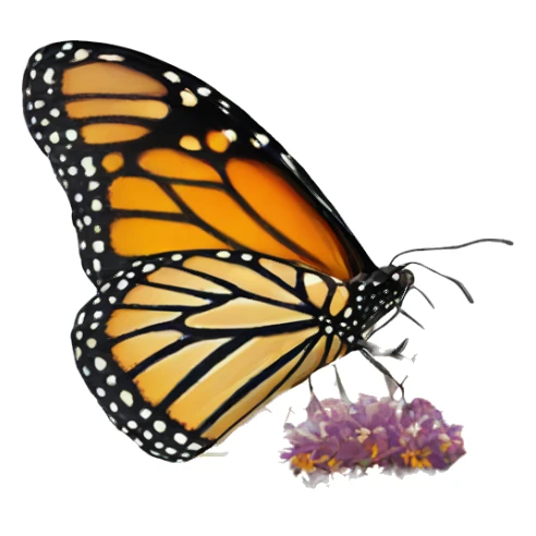 Monarch butterfly on a flower sticker
