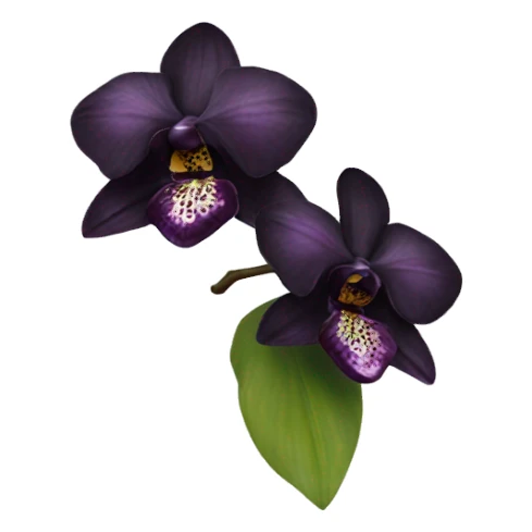 Black orchid sticker