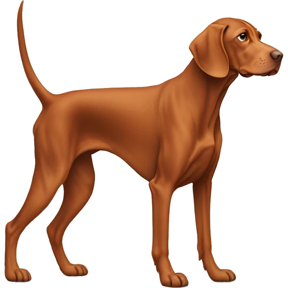 old adult vizsla. aged whitened snowy snout and paws. high tail. standing. rusty colored chest.  emoji