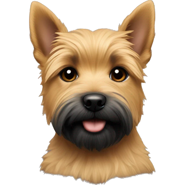 Portrait of a puppy of Norwich terrier Black and Tan colour ( black on forehead) emoji
