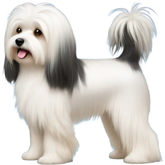 Side view of Havanese long hair all the way down to the dogs feet at a dog show  emoji