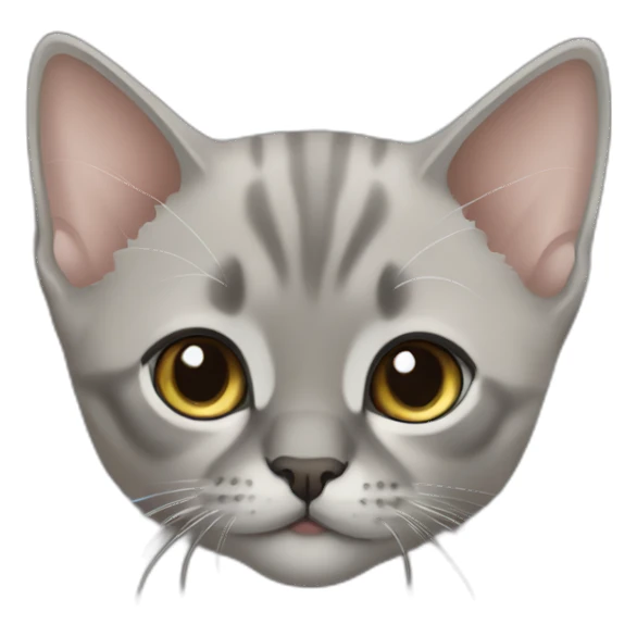 Grey burmese kitten sticker