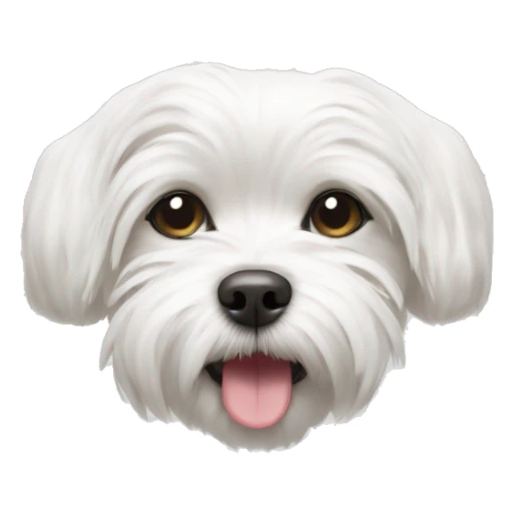 white maltese turning upside down, laying on its back sticker