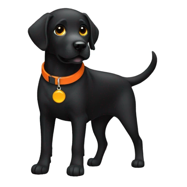black Labrador retriever with orange collar sticker