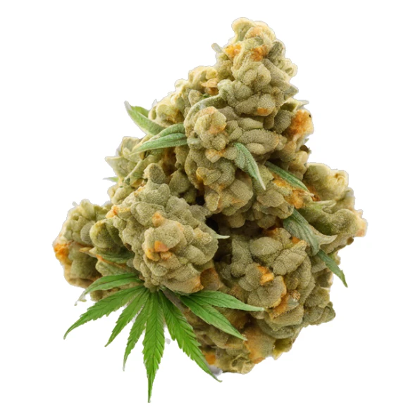 OG Kush cola cannabis nug sticker