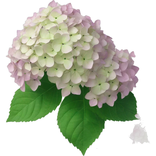 Limelight hydrangea emoji