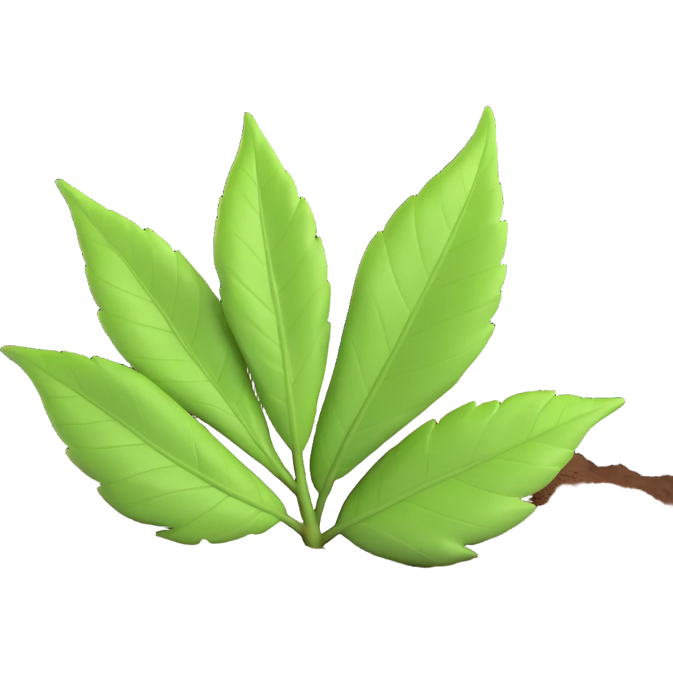 A single fresh green leaf lying on top of soil or ground. Natural lighting, soft shadows emoji