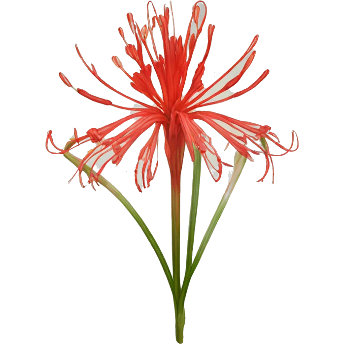 Lycoris radiata emoji