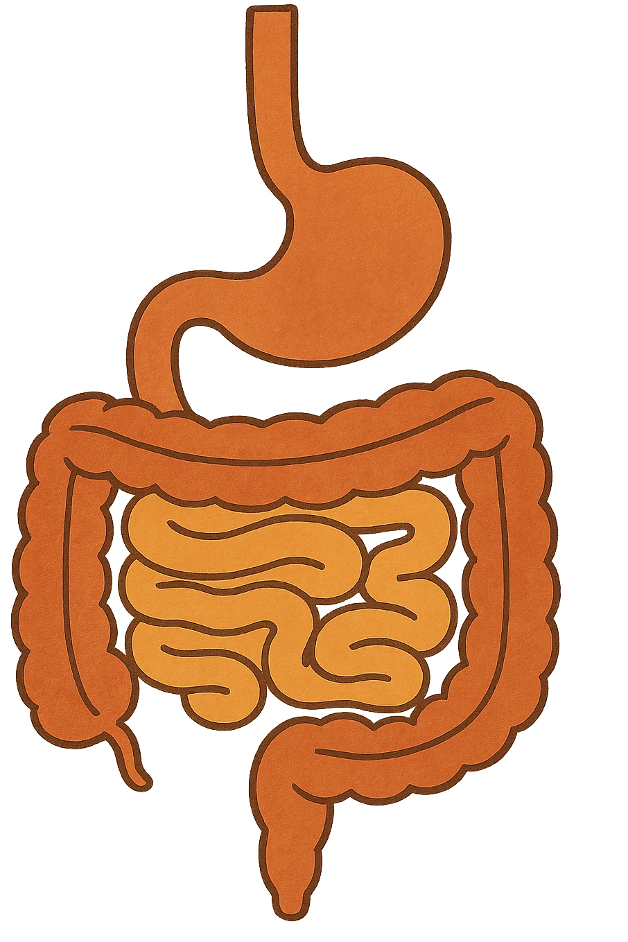 Anatomical illustration of the human digestive system, showing the stomach, small intestine, and large intestine. Smooth 3D style, soft shading, clean and simple design.
 emoji