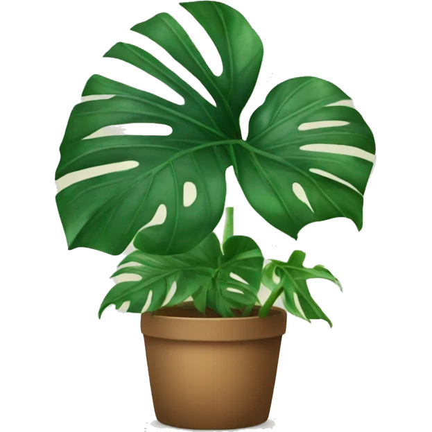 Monstera plant  emoji