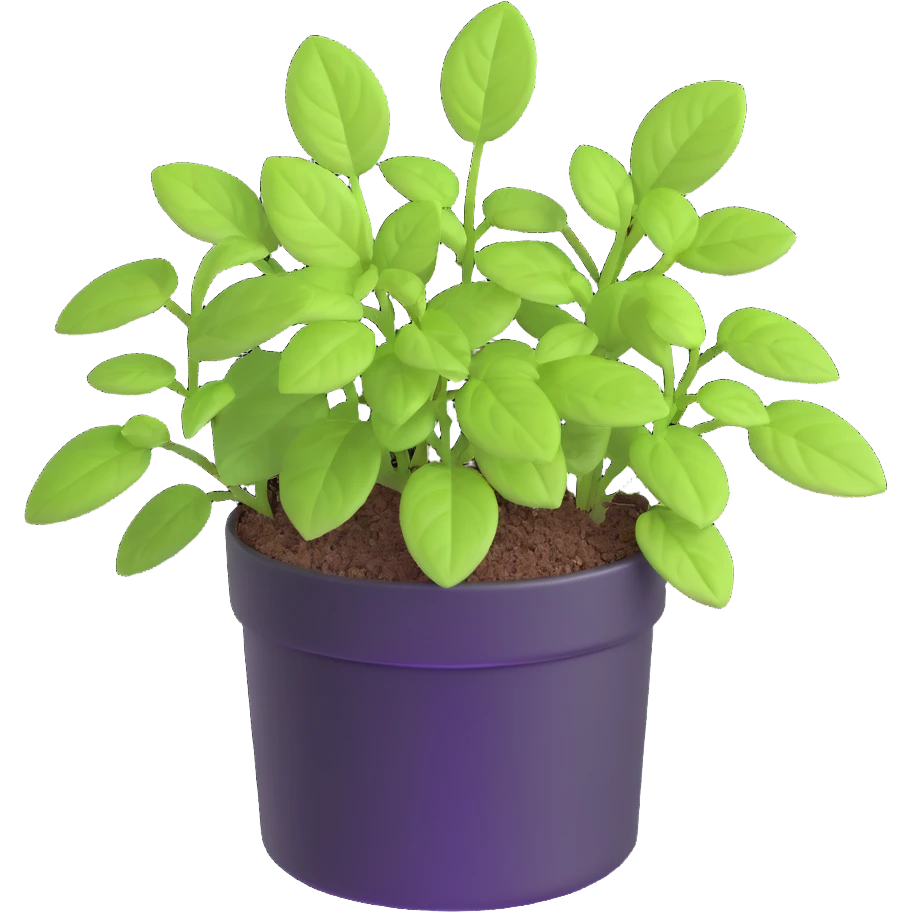 Small sprouts of Plectranthus Verticillatus with perfectly round leaves growing in a shiny metallic pot emoji