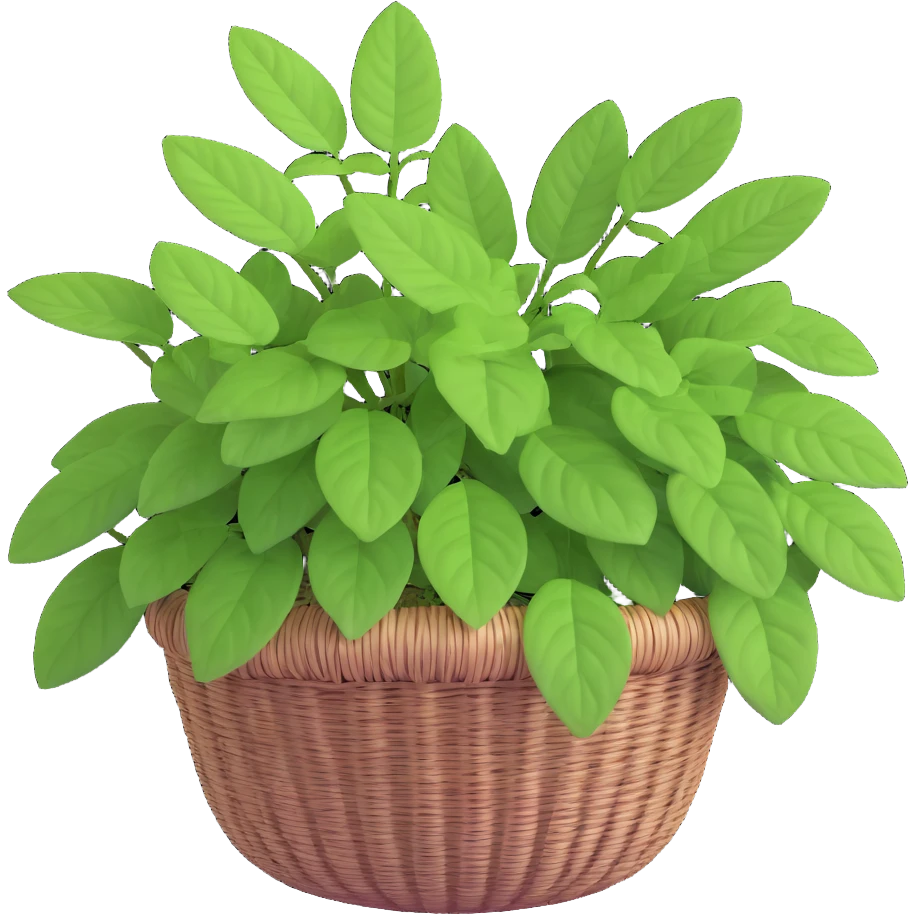 Plectranthus Verticillatus with trailing vines and extremely round circular penny-shaped leaves in a coconut fiber basket emoji