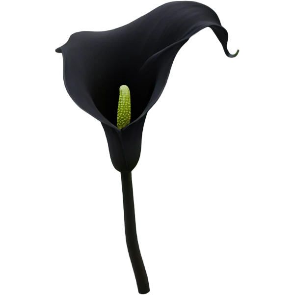 Black calla lily emoji