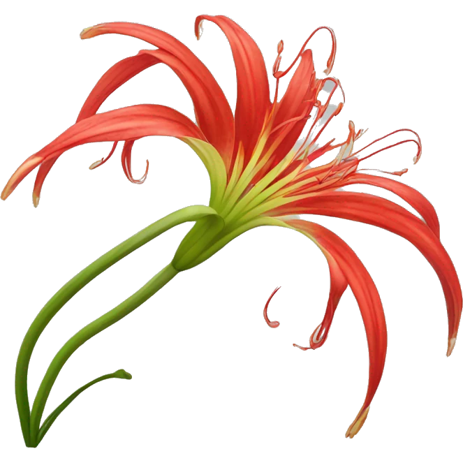 Red Spider Lilly flower  emoji