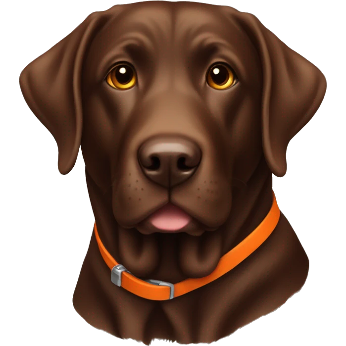 Chocolate Lab with an orange collar emoji