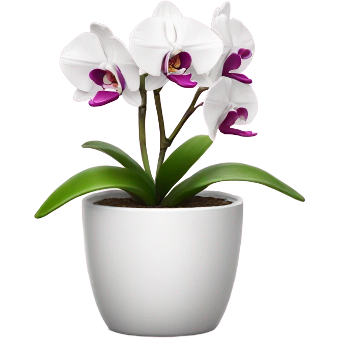 white and magenta orchid in small pot  emoji