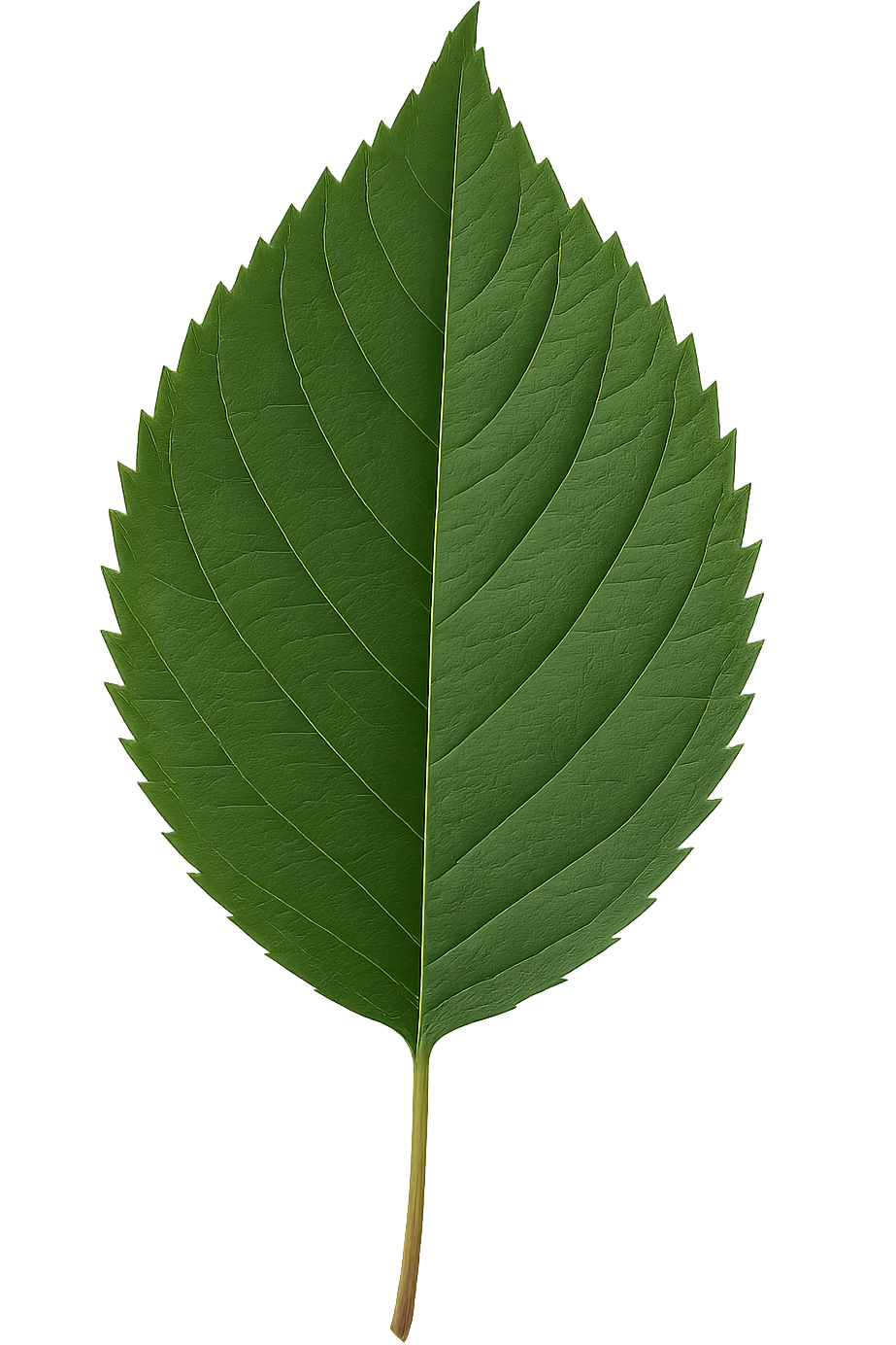 leaf , remove background emoji