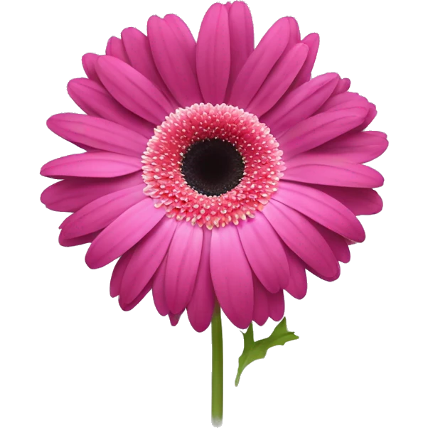 a dark pink gerbera flower with white in the center emoji